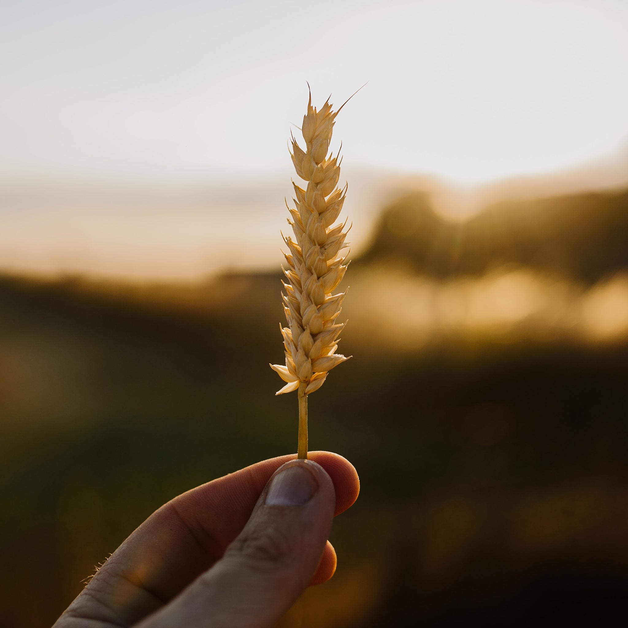 FAQ Are AllSpice Products Gluten Free? AllSpice Culinarium